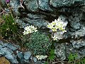Saxifragaceae - Saxifraga paniculata